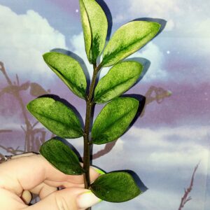 Zamioculcas Lucky White Variegated