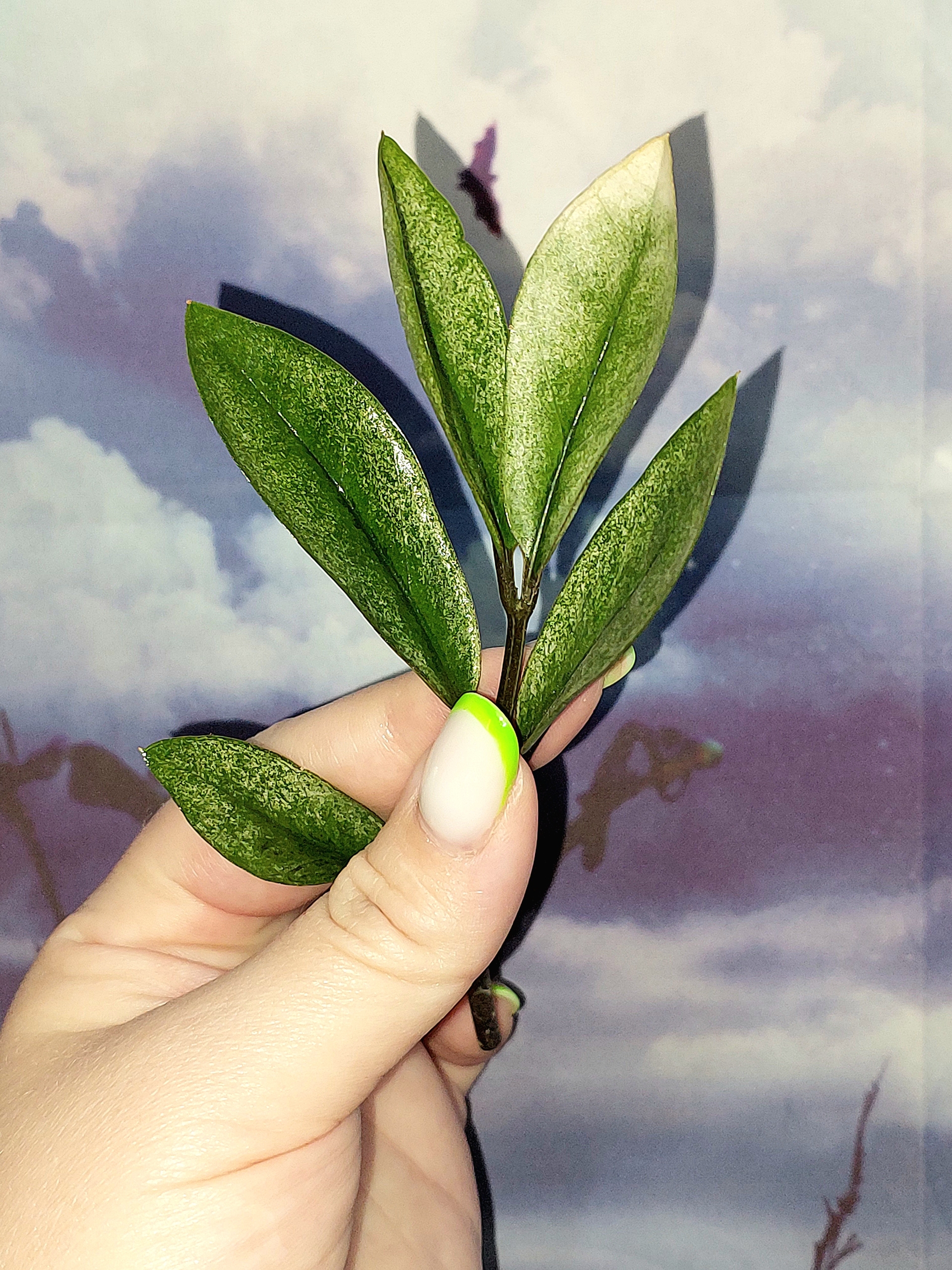 Zamioculcas Lucky White Variegated