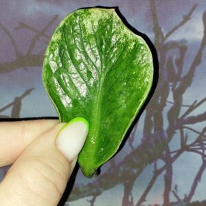Zamioculcas Lucky White Variegated
