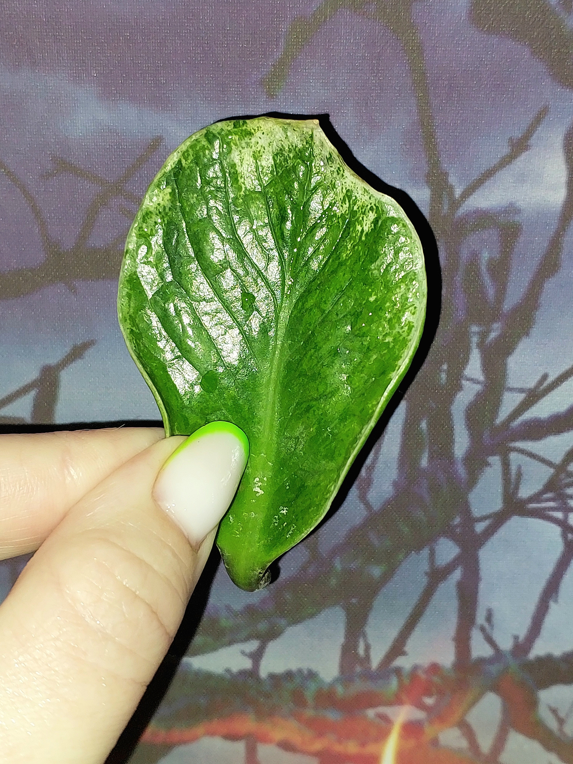 Zamioculcas Lucky White Variegated