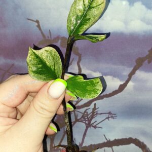 Zamioculcas Lucky White Variegated