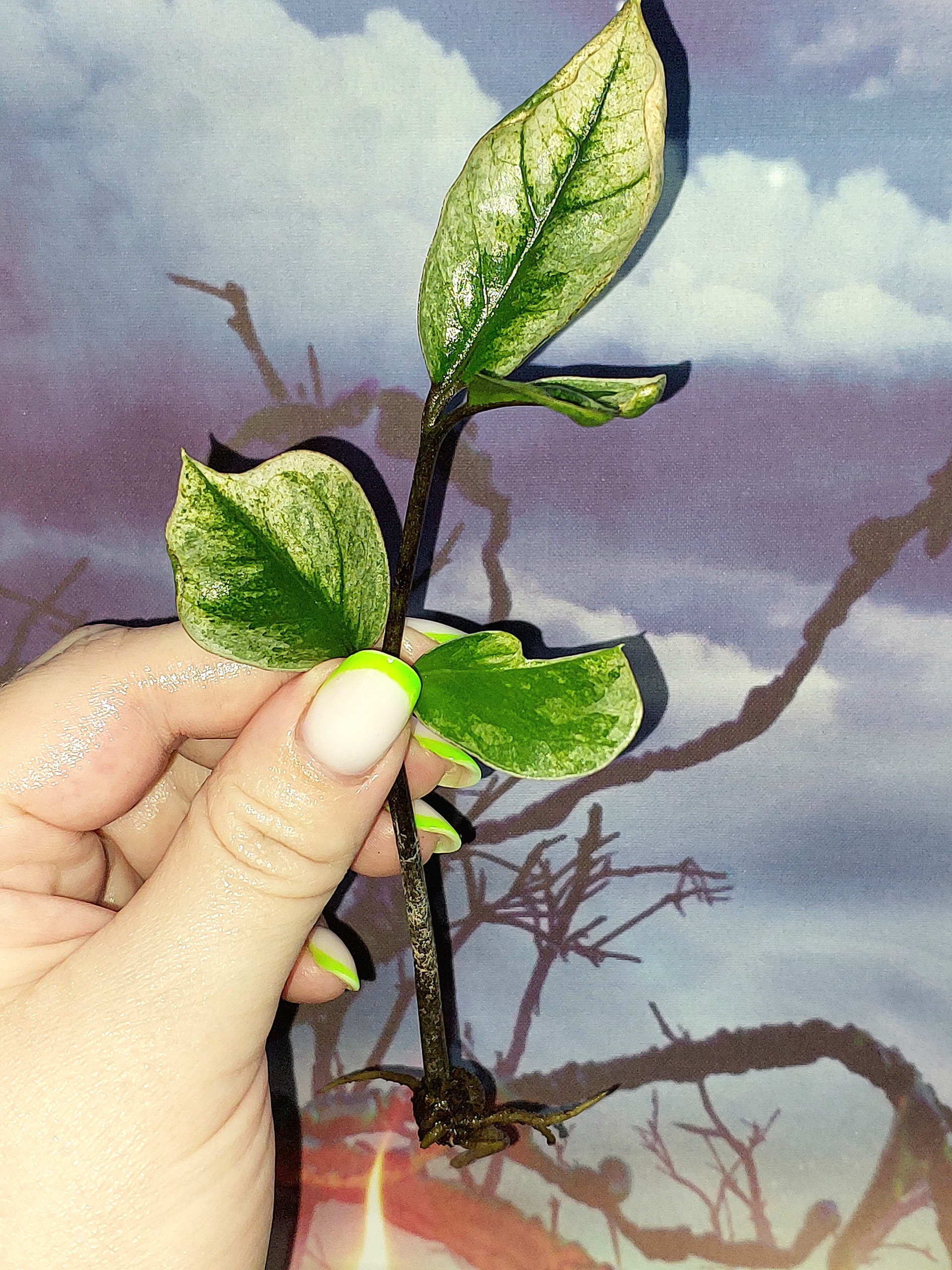 Zamioculcas Lucky White Variegated