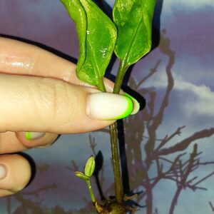 Zamioculcas Lucky White Variegated