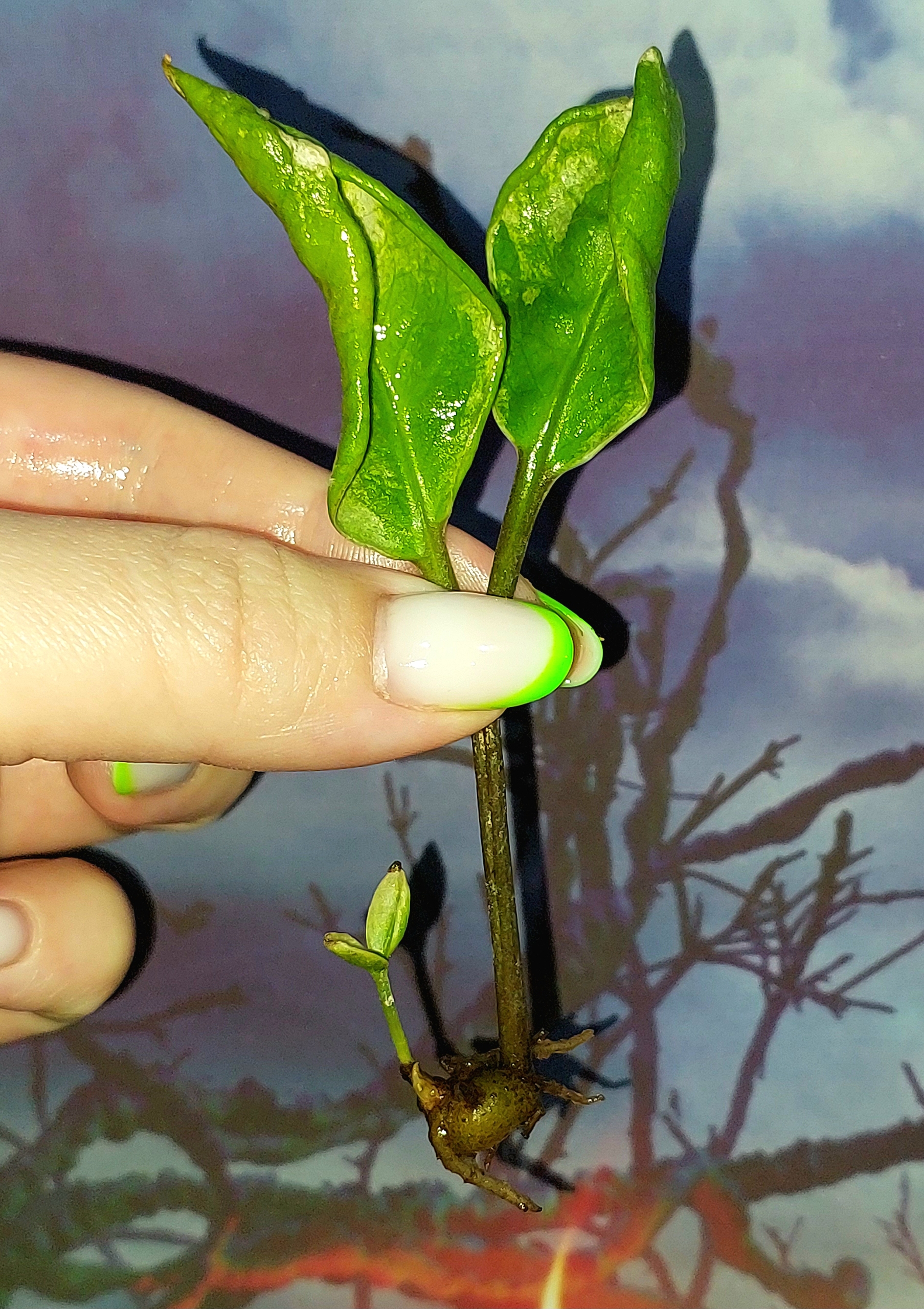 Zamioculcas Lucky White Variegated
