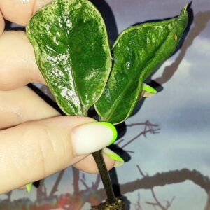 Zamioculcas Lucky White Variegated