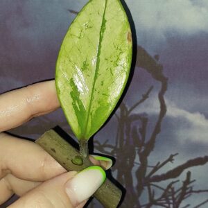 Zamioculcas Silver Green Mutation