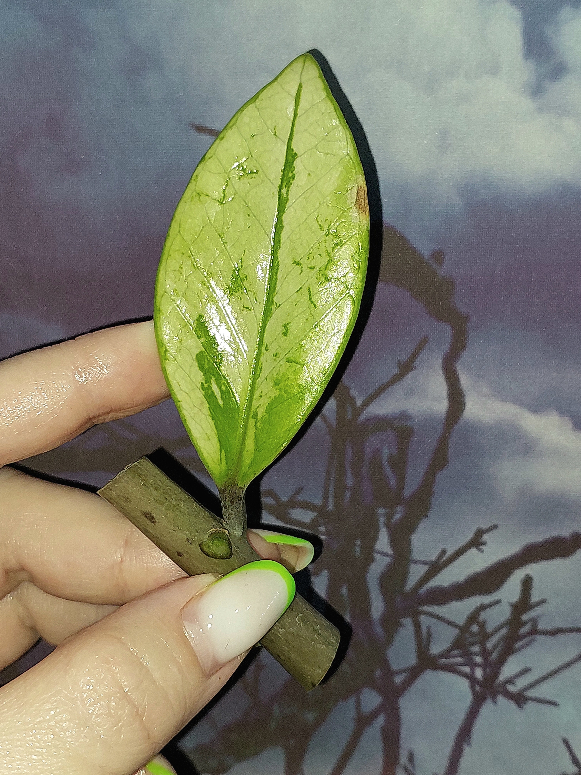 Zamioculcas Silver Green Mutation