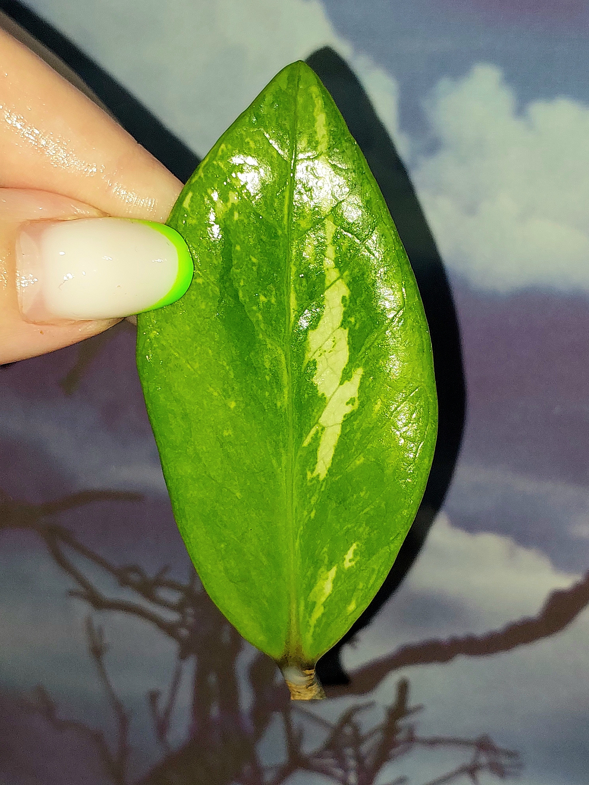 Zamioculcas Silver Green Mutation