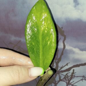 Zamioculcas Silver Green Mutation