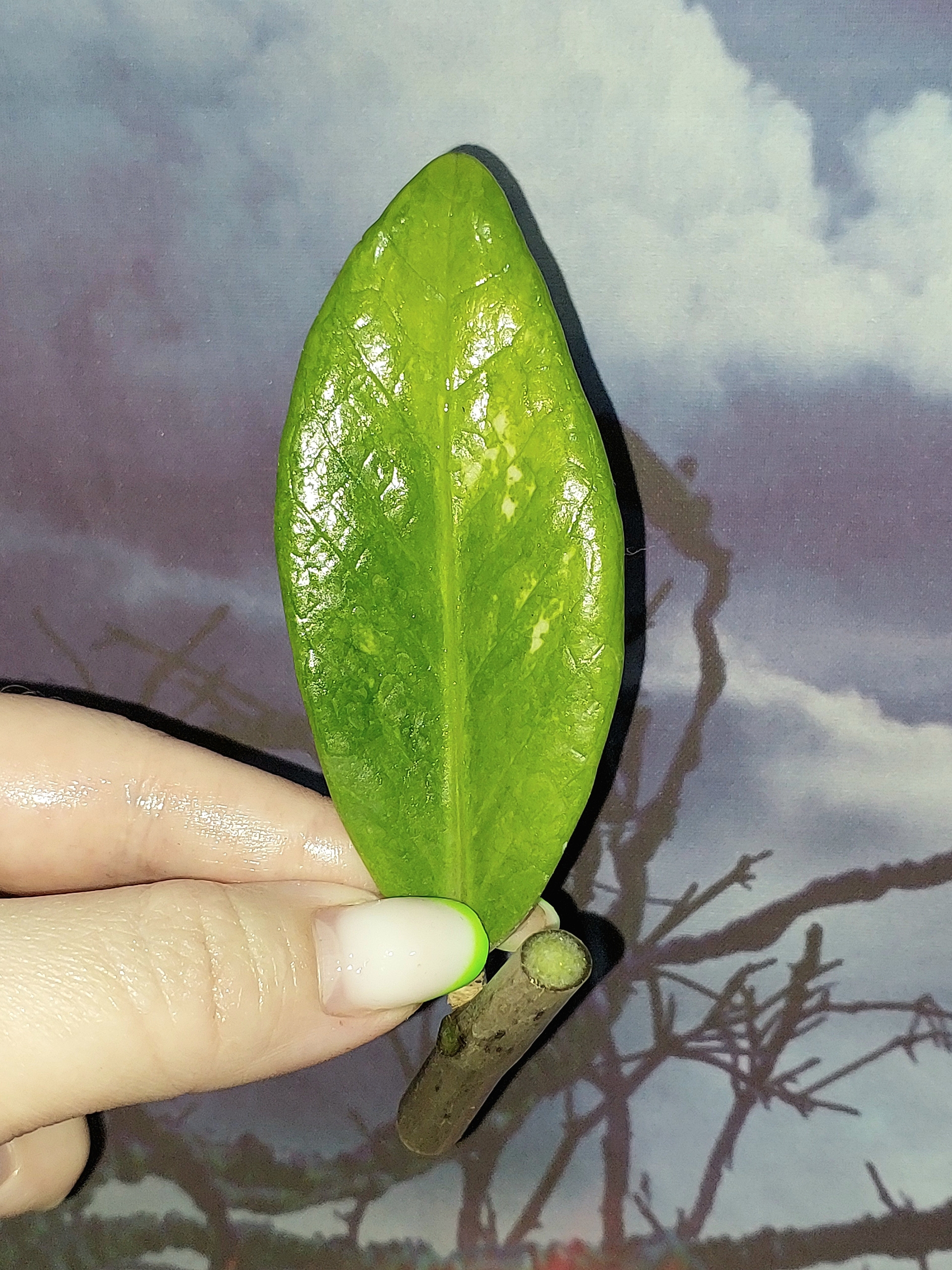 Zamioculcas Silver Green Mutation