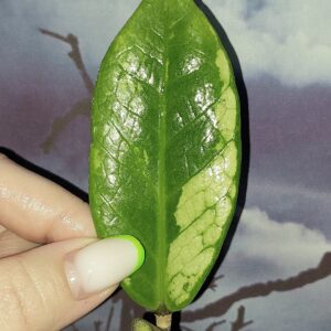 Zamioculcas Silver Green Mutation