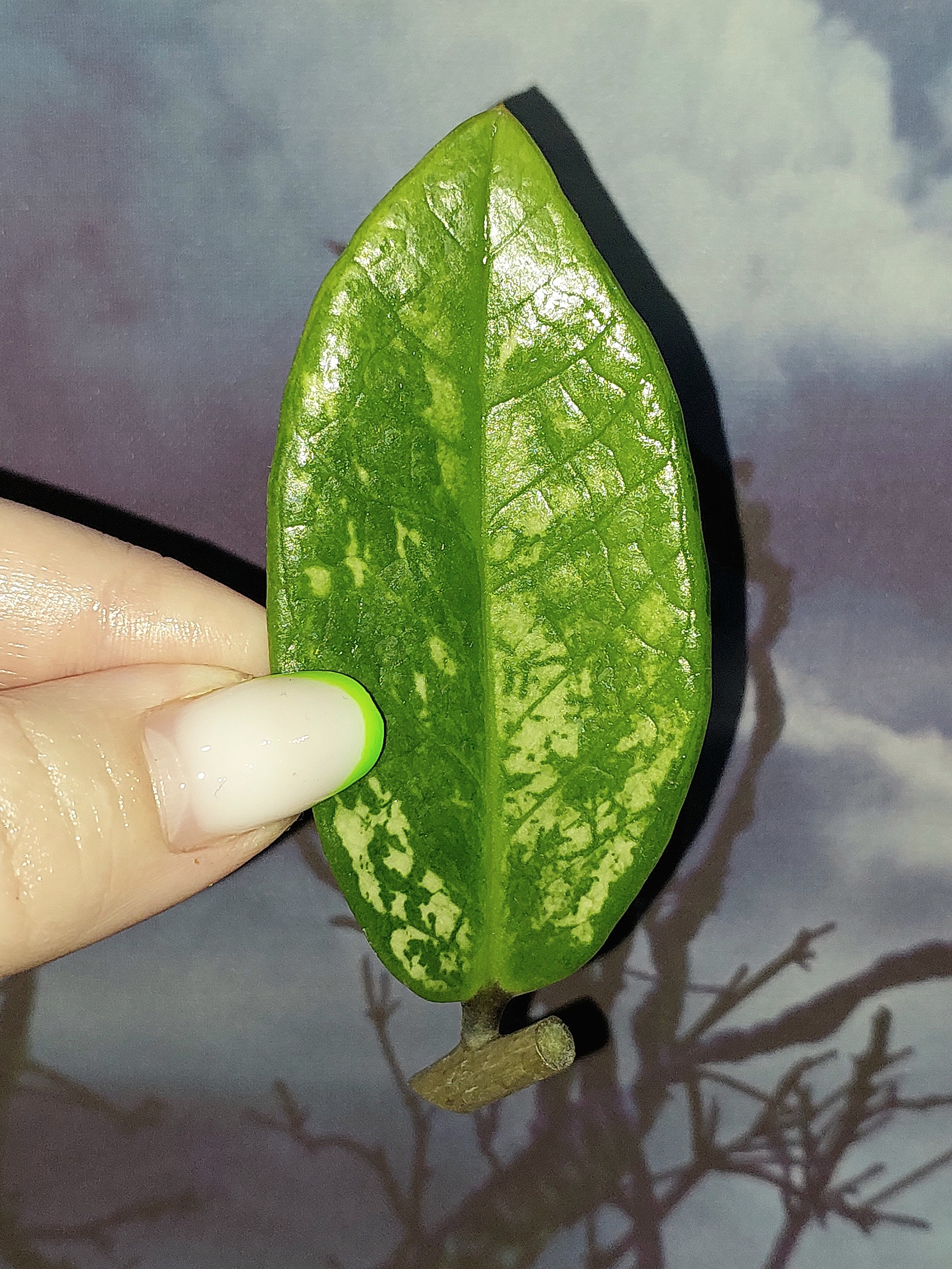 Zamioculcas Silver Green Mutation