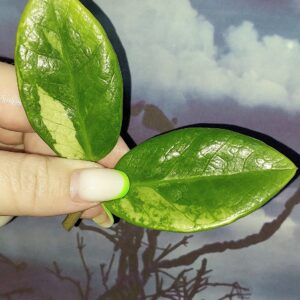 Zamioculcas Silver Green Mutation