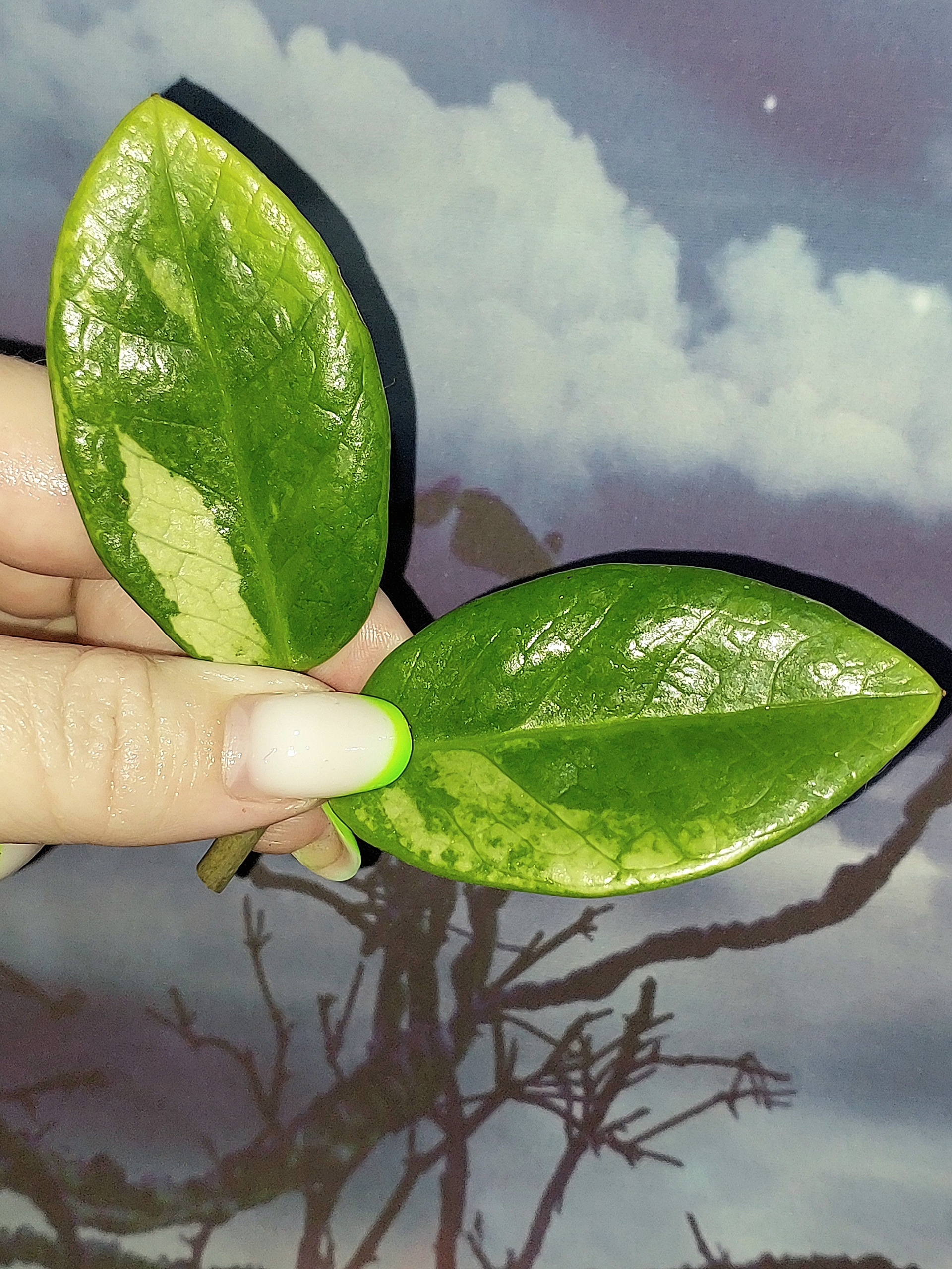 Zamioculcas Silver Green Mutation
