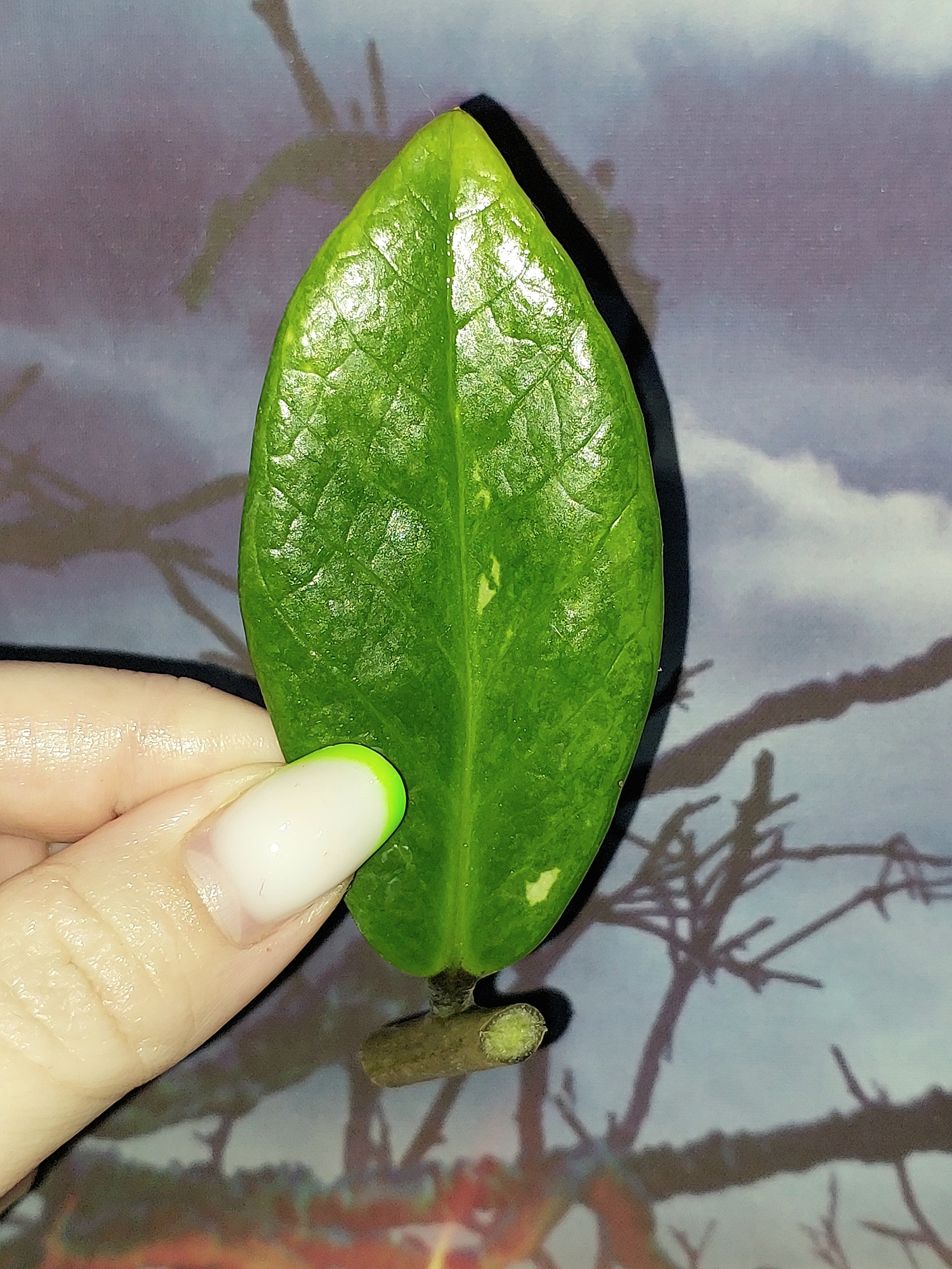 Zamioculcas Silver Green Mutation