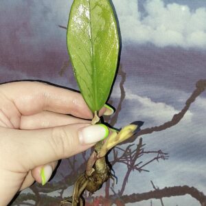 Zamioculcas Silver Green Mutation