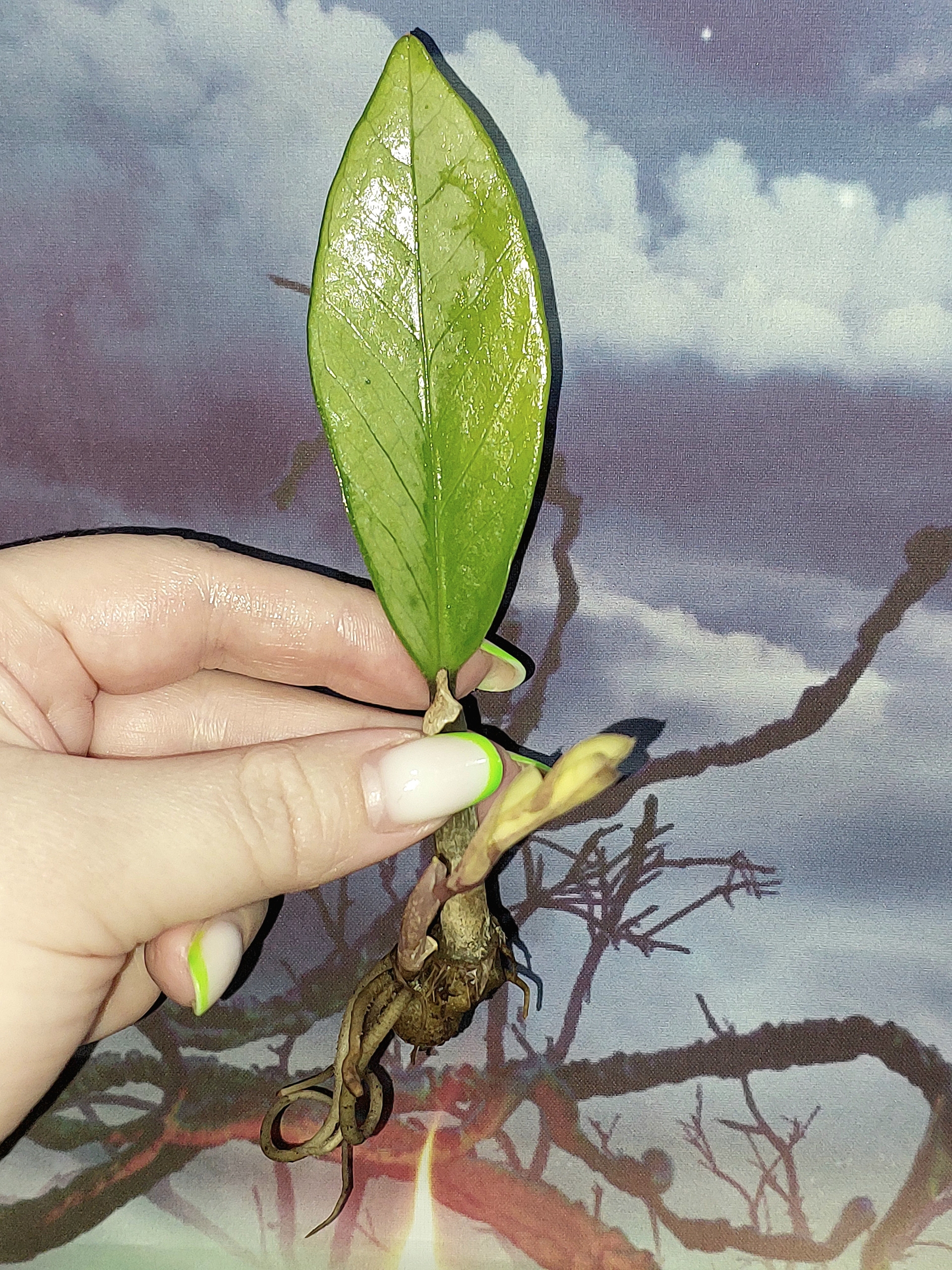 Zamioculcas Silver Green Mutation
