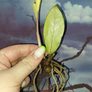 Zamioculcas Silver Green Mutation