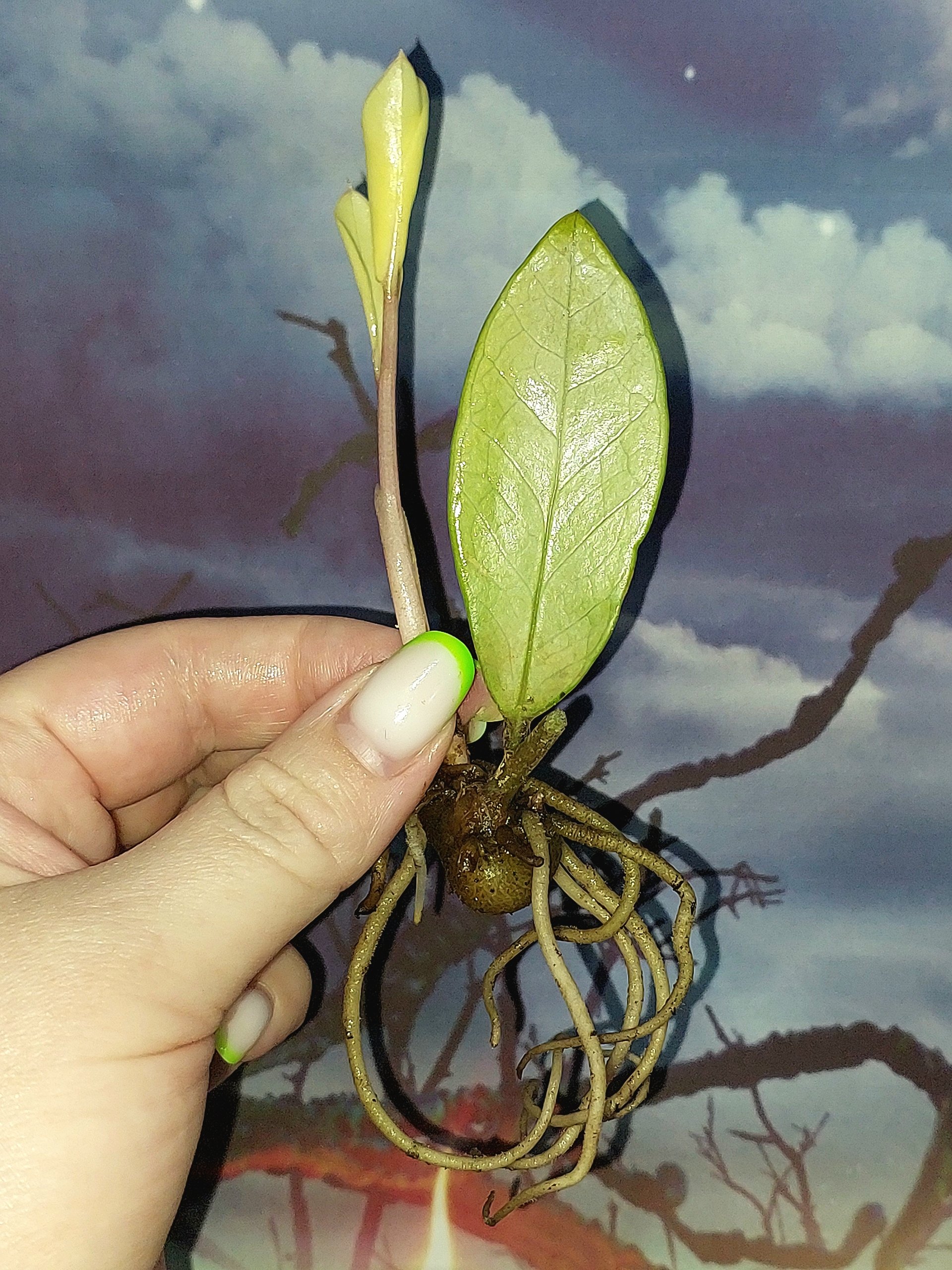 Zamioculcas Silver Green Mutation