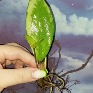 Zamioculcas Silver Green Mutation