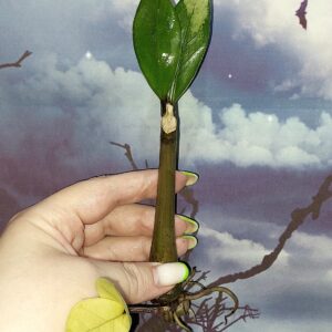 Zamioculcas Silver Green Mutation