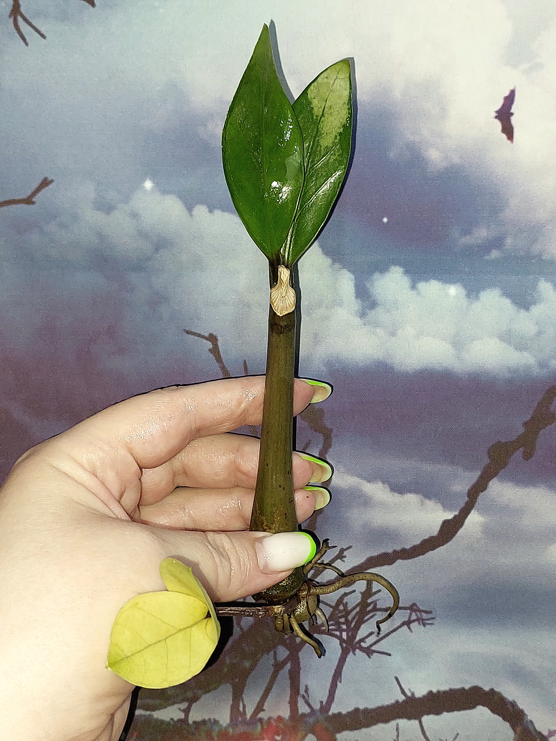 Zamioculcas Silver Green Mutation