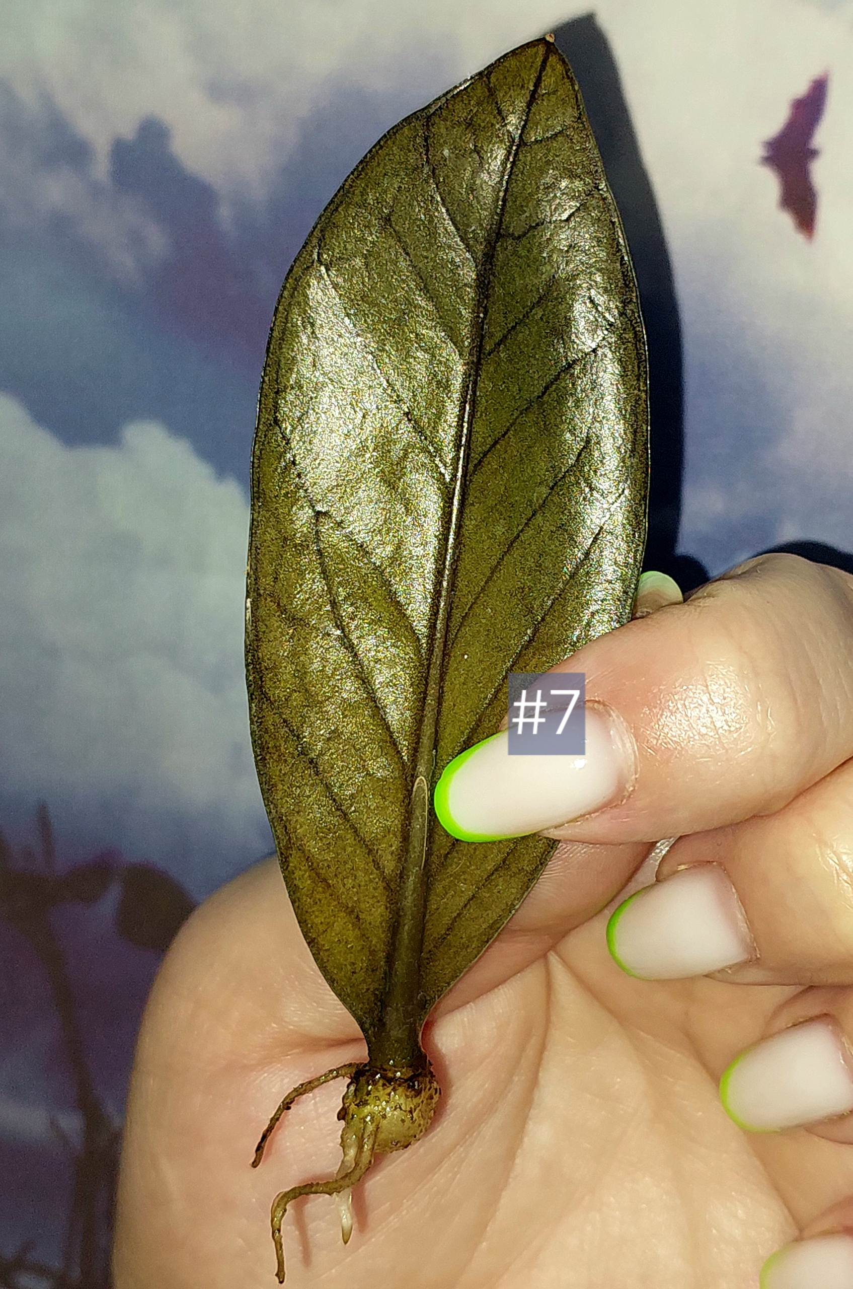 Zamioculcas Black Orange