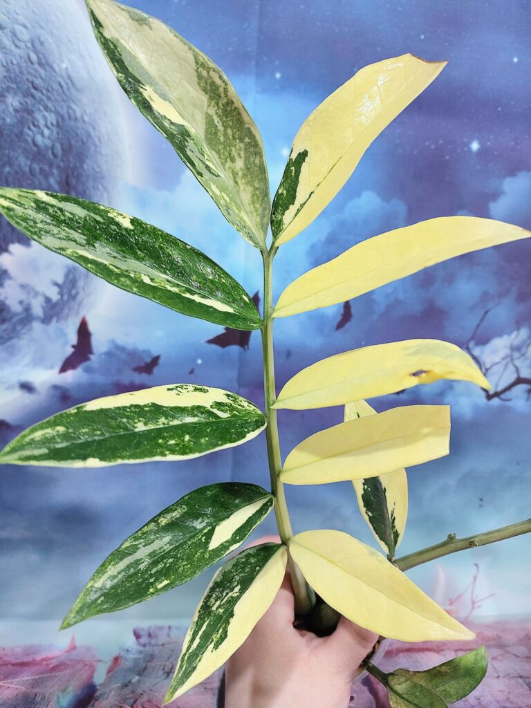 Zamioculcas Queen