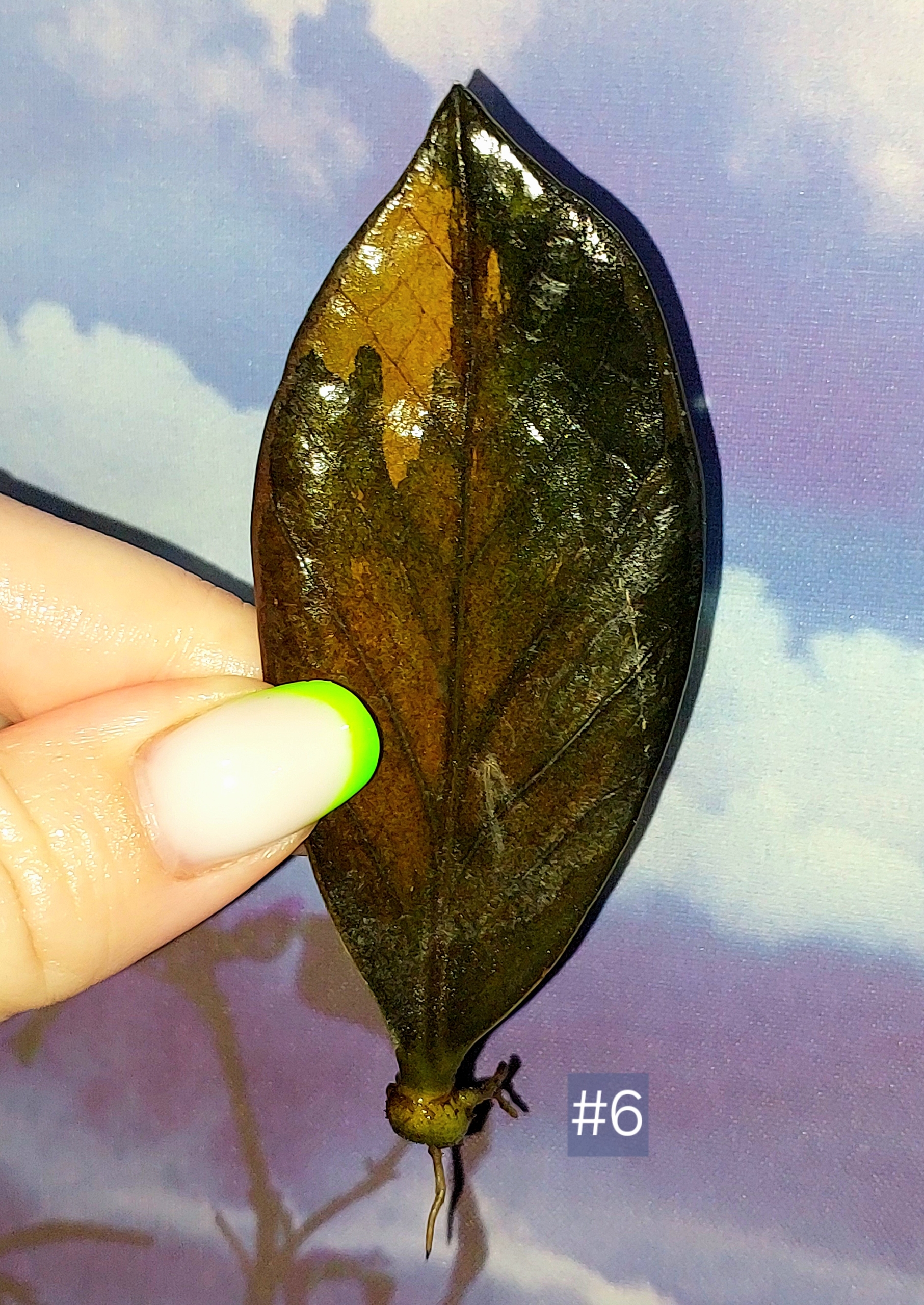 Zamioculcas Black Orange