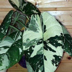 Alocasia Maharani Albo variegated