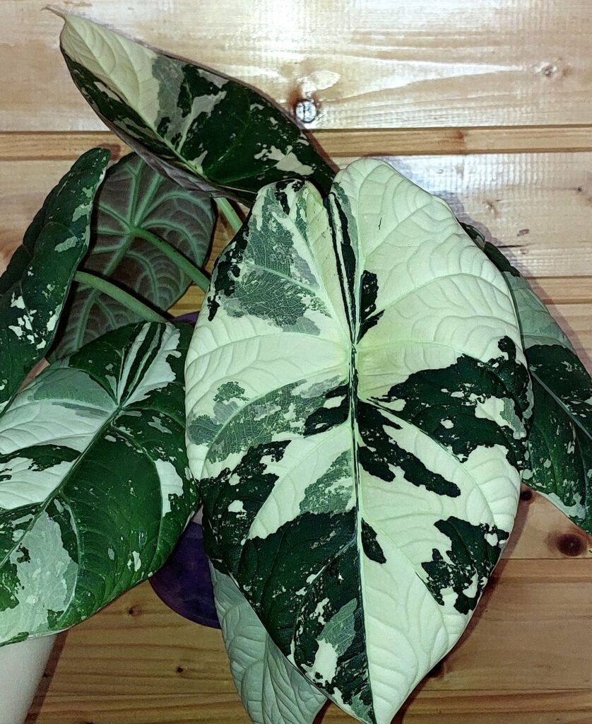 Alocasia Maharani Albo variegated
