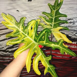 Alocasia Portei variegated
