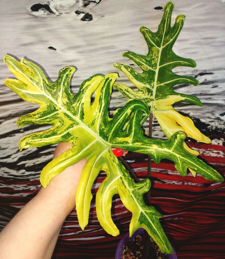 Alocasia Portei variegated