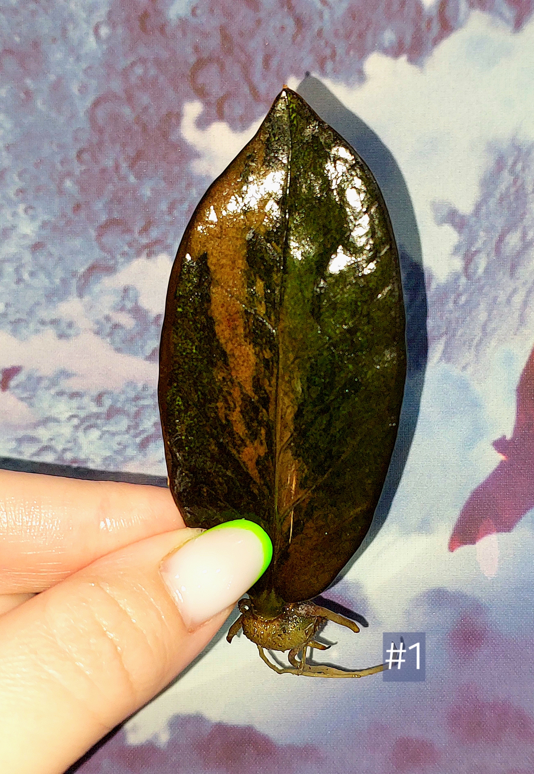 Zamioculcas Black Orange