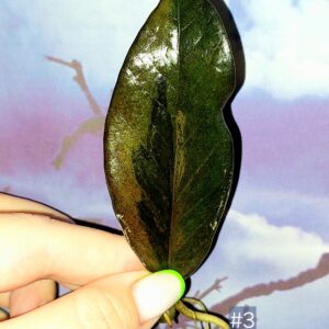 Zamioculcas Black Orange