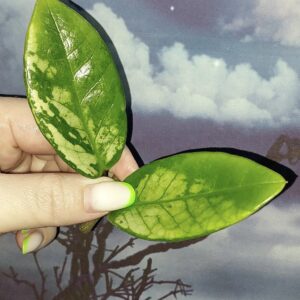 Zamioculcas Silver Green Mutation