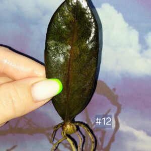 Zamioculcas Black Orange