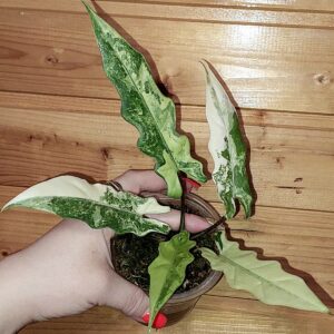 Alocasia Lauterbachiana Albo Variegata
