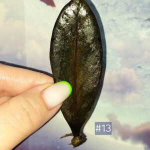 Zamioculcas Black Orange