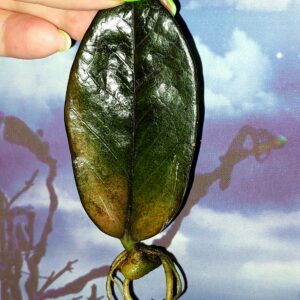 Zamioculcas Black Orange
