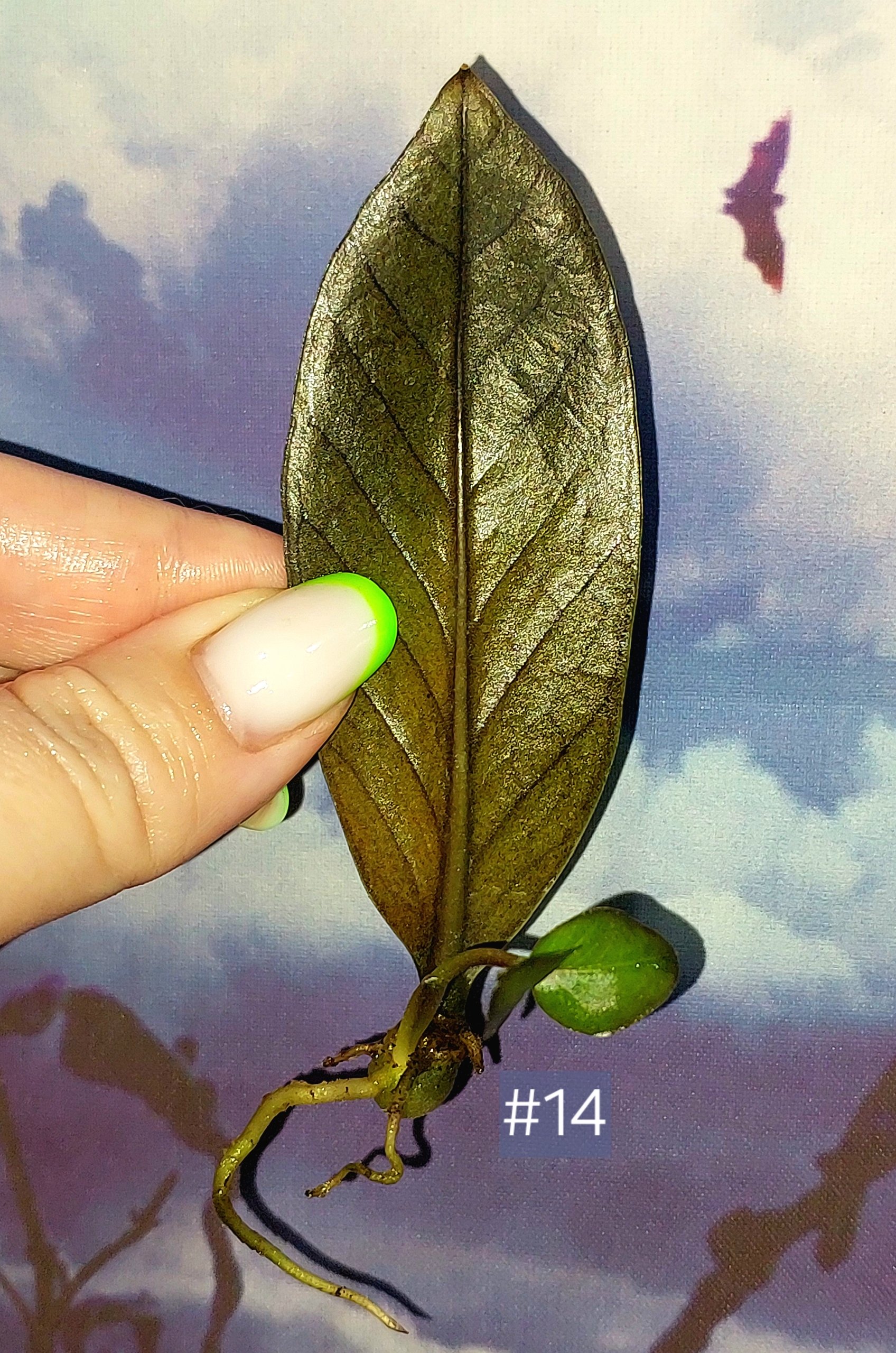 Zamioculcas Black Orange