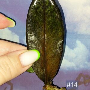 Zamioculcas Black Orange