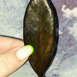 Zamioculcas Black Orange