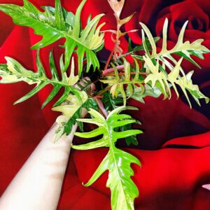 Philodendron Florida × Tortum hybrid
