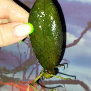 Zamioculcas Black Akebono