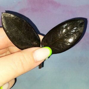 Zamioculcas Black Akebono