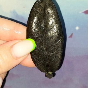 Zamioculcas Black Akebono