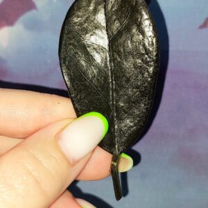 Zamioculcas Black Akebono