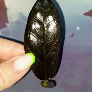 Zamioculcas Black Akebono
