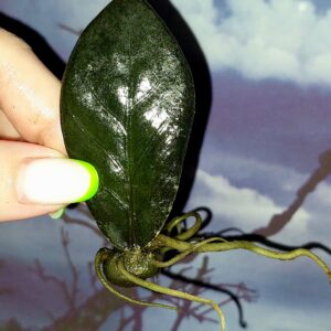 Zamioculcas Black Akebono